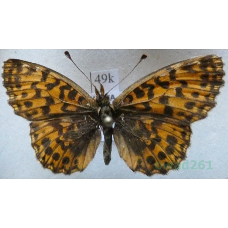 Boloria dia (Linnaeus, 1767) Dostojka dia Czech49k